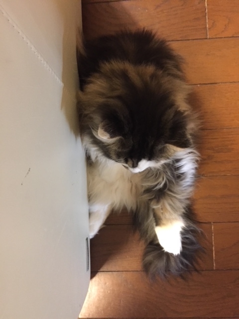 f:id:kogysma:20190204104029j:plain f:id:kogysma:20190204104029j:plain