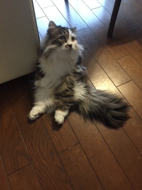 f:id:kogysma:20190204104301j:plain f:id:kogysma:20190204104301j:plain