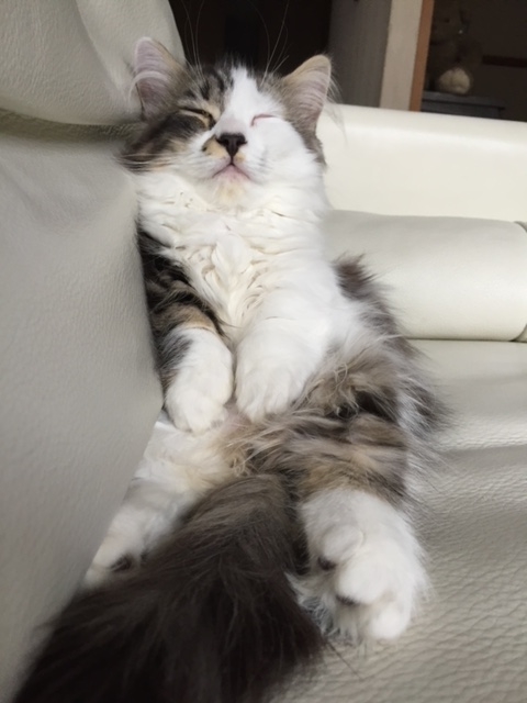 f:id:kogysma:20190204104500j:plain f:id:kogysma:20190204104500j:plain