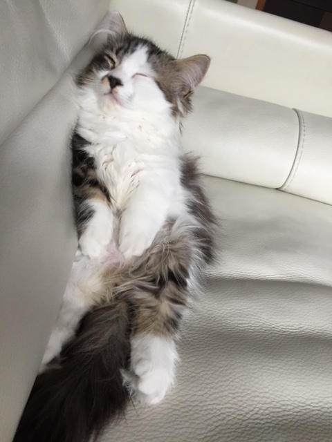 f:id:kogysma:20190204104608j:plain f:id:kogysma:20190204104608j:plain