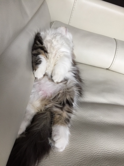 f:id:kogysma:20190204104701j:plain f:id:kogysma:20190204104701j:plain