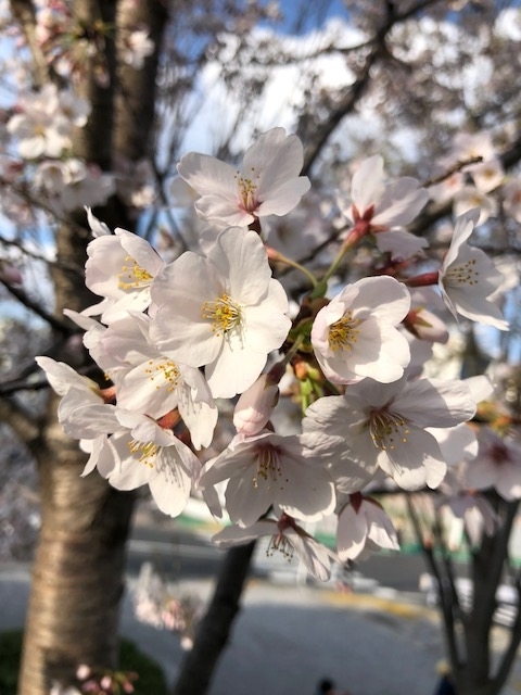 f:id:kogysma:20190331214758j:plain