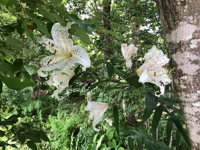 f:id:kogysma:20190812194226j:plain