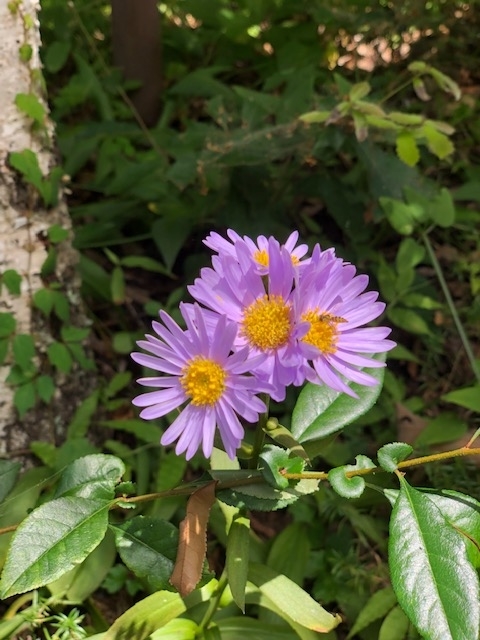 f:id:kogysma:20190812194927j:plain