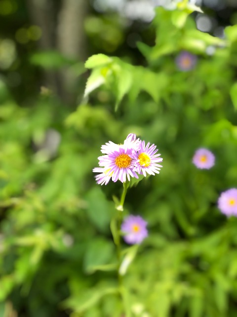 f:id:kogysma:20190812195002j:plain
