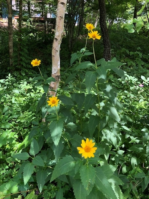 f:id:kogysma:20190812195424j:plain