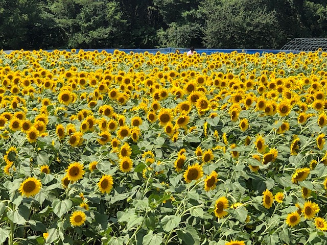 f:id:kogysma:20190818200238j:plain