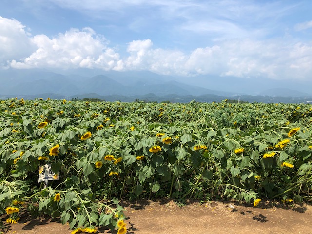 f:id:kogysma:20190818200305j:plain