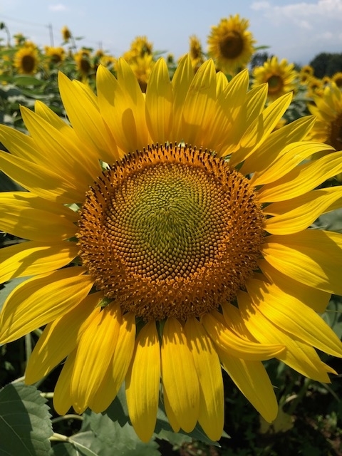 f:id:kogysma:20190818200401j:plain