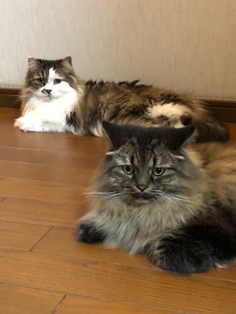 f:id:kogysma:20210816103448j:plain