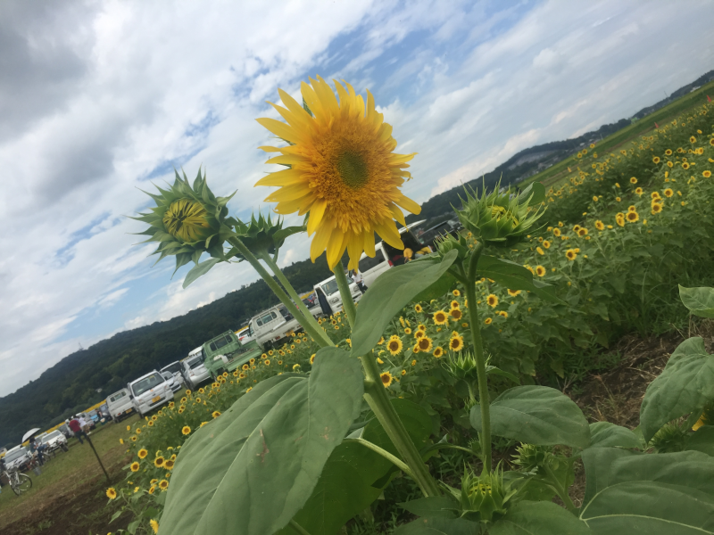 f:id:koh_stopa:20180901150321p:plain f:id:koh_stopa:20180901150321p:plain