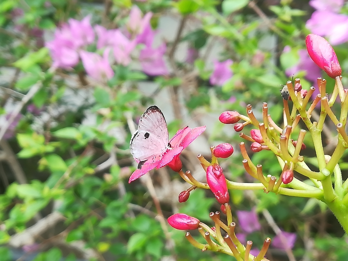 f:id:kohachan1217:20190707214435j:plain