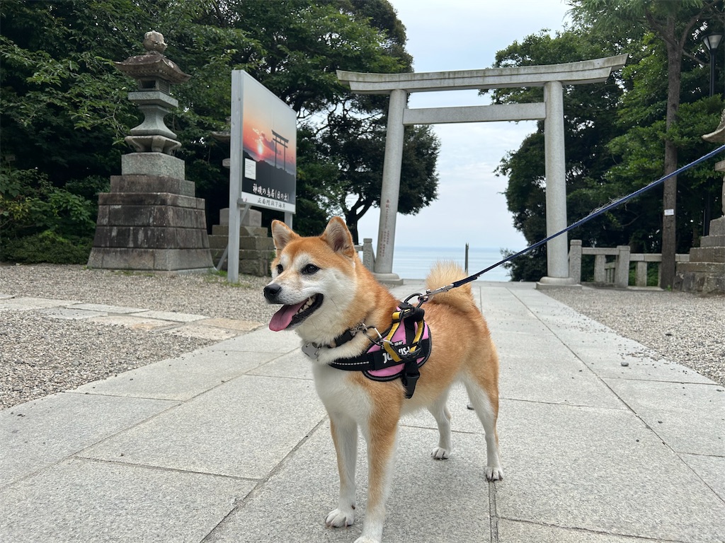 f:id:kohachidiary:20240814072107j:image