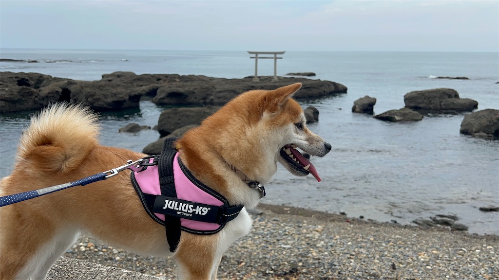 f:id:kohachidiary:20240814072245j:image