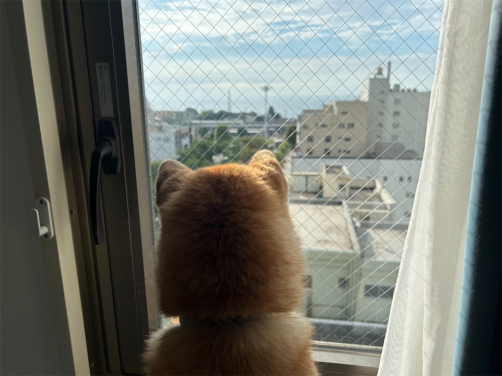 f:id:kohachidiary:20240814072400j:image