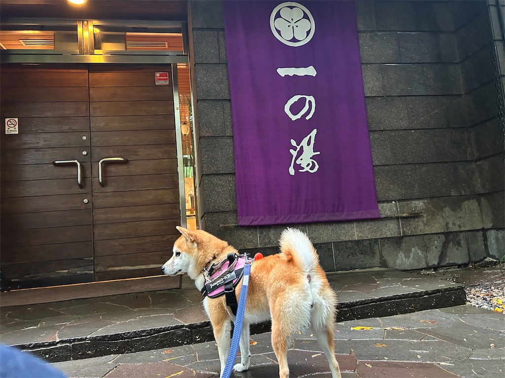 f:id:kohachidiary:20241105070404j:image