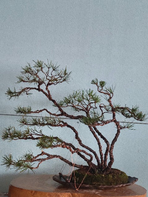 赤松盆栽　株立ち 赤松株立吹き流し - 盆栽狂クラブ~風story