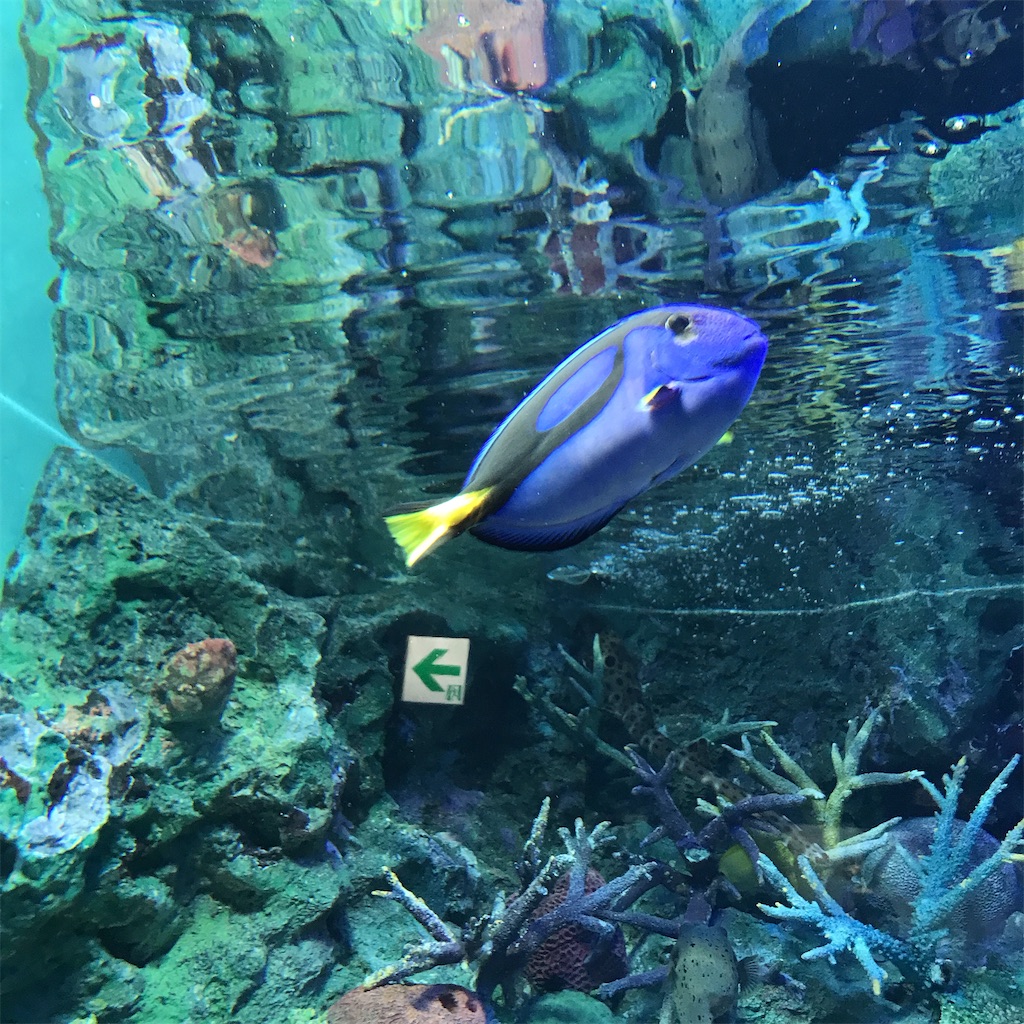 f:id:kohakuroe41:20220102195837j:image f:id:kohakuroe41:20220102195837j:image