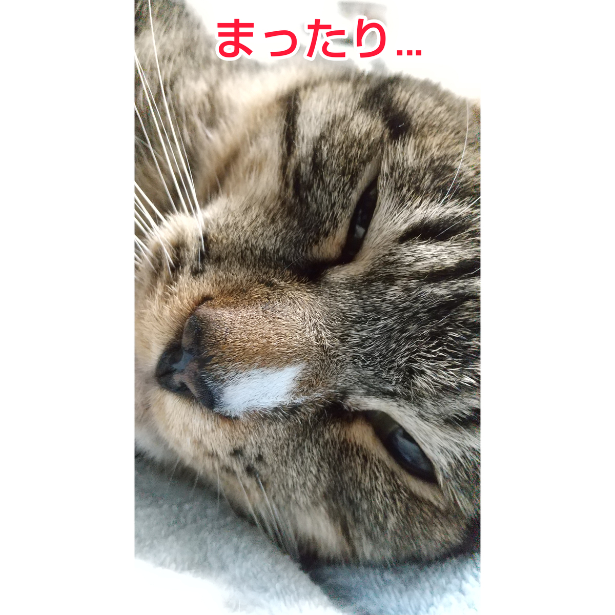 f:id:kohanakotaro:20201104082239j:plain