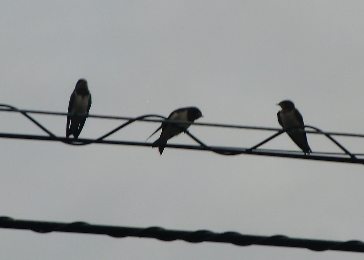 f:id:kohanatoharu:20210701171703p:plain