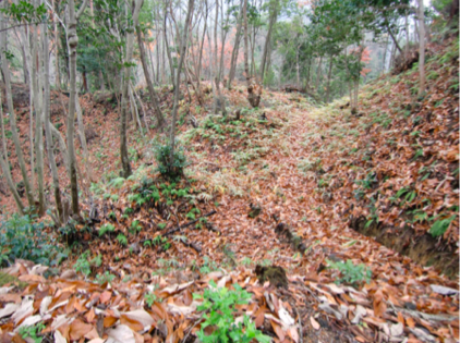 f:id:kohanatoharu:20210716161333p:plain