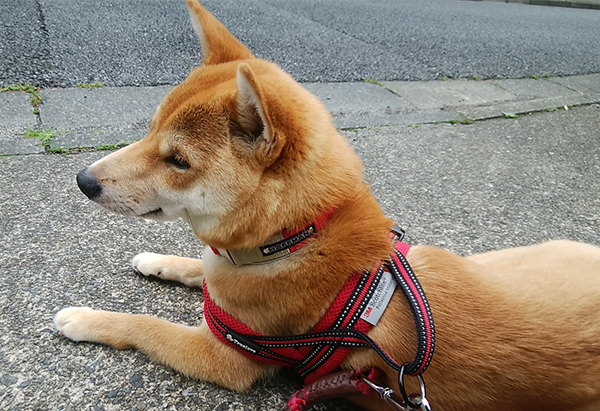 ふくらはぎを噛まないで 柴犬と二拠点暮らし 東京 長野