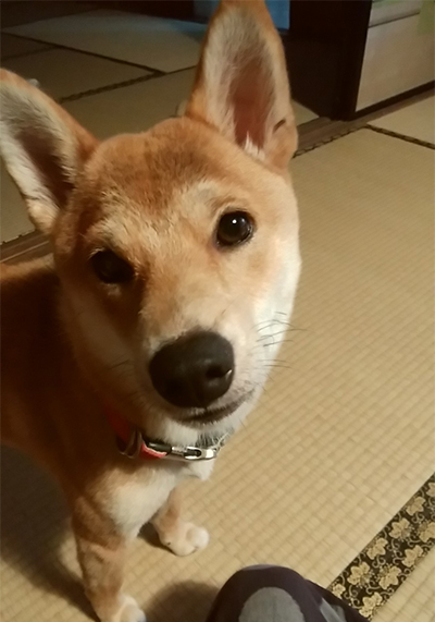 f:id:kohanemaru:20210729195551j:plain