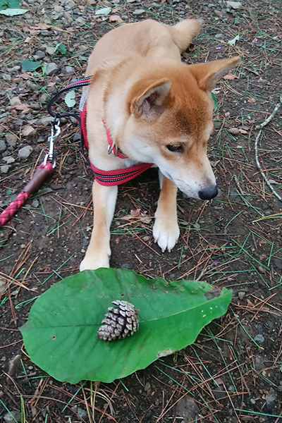 初めての誕生日 小羽 1歳になりました 柴犬と二拠点暮らし 東京 長野