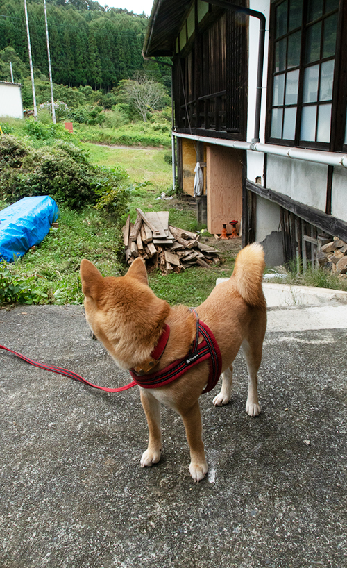 f:id:kohanemaru:20210919141415j:plain