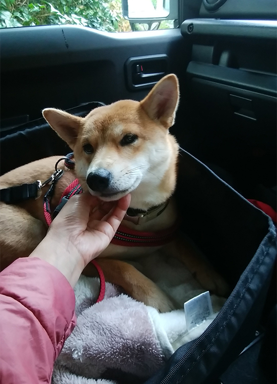 ２回目のジムニー車中泊 柴犬と二拠点暮らし 東京 長野