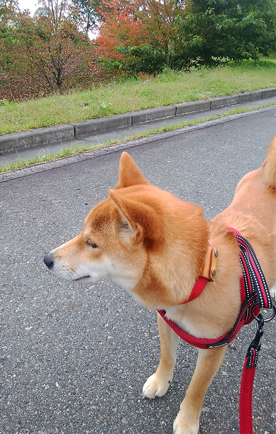 f:id:kohanemaru:20210926172606j:plain