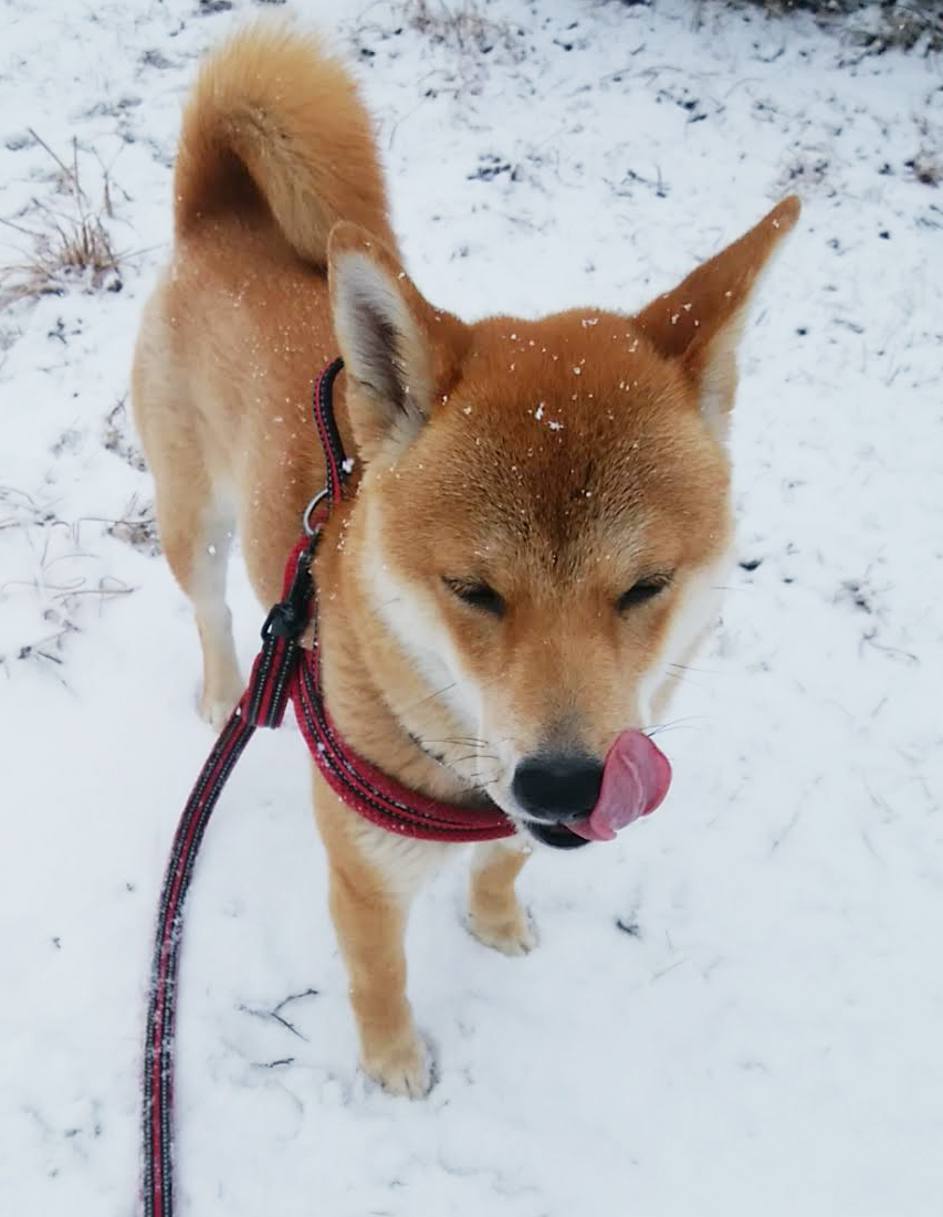 氷点下 雪 はしゃぐ犬の散歩 遭難間近 柴犬と二拠点暮らし 東京 長野