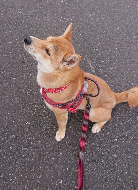 f:id:kohanemaru:20220115212433j:plain
