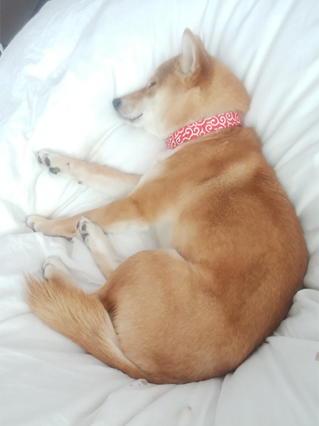 f:id:kohanemaru:20220127212624j:plain