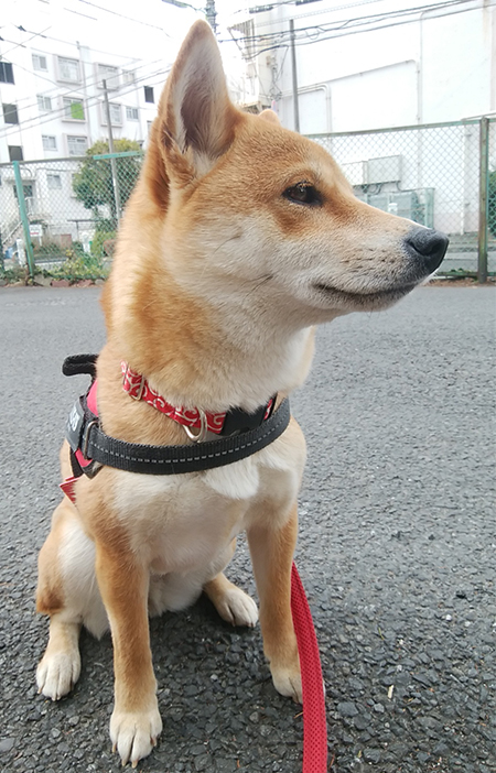 f:id:kohanemaru:20220302134634j:plain