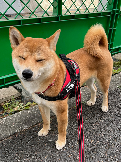 f:id:kohanemaru:20220307171419j:plain