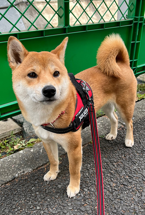 f:id:kohanemaru:20220307171741j:plain