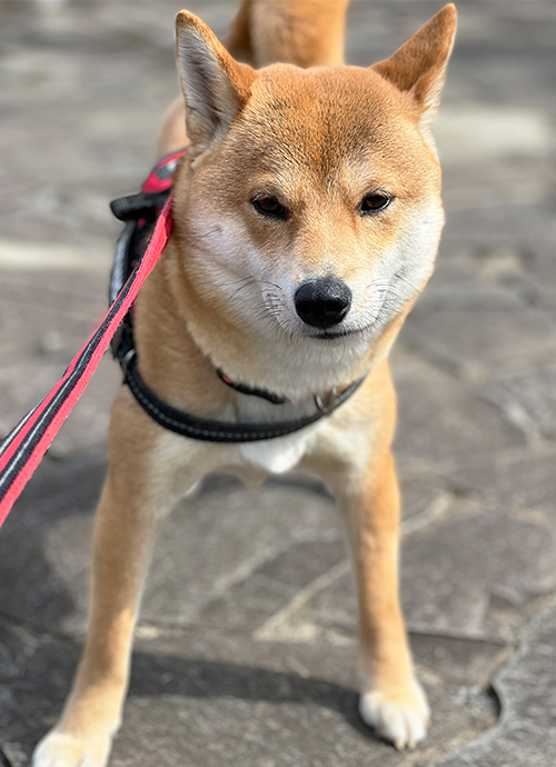 テコでも動かない その理由 柴犬と二拠点暮らし 東京 長野