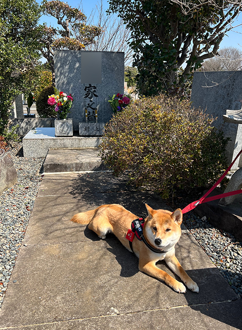 f:id:kohanemaru:20220324154928j:plain