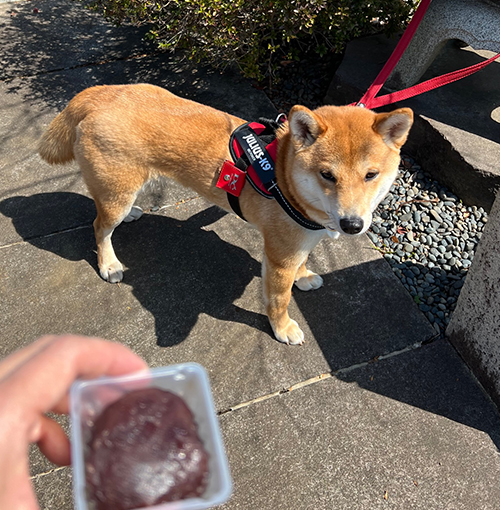 f:id:kohanemaru:20220324155012j:plain