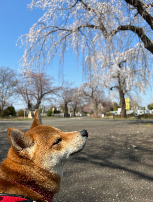 f:id:kohanemaru:20220324155344j:plain