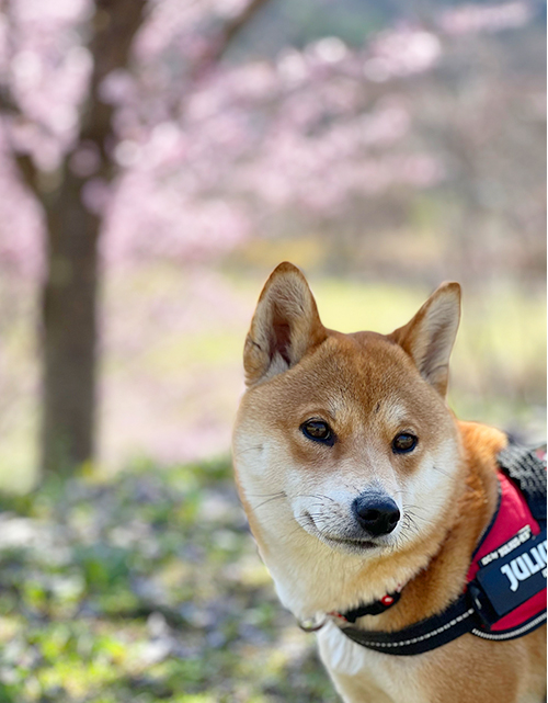 f:id:kohanemaru:20220417172610j:plain