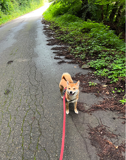 かき氷日和はお休み日和 柴犬と二拠点暮らし 東京 長野