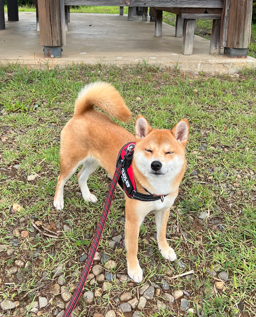 冬用の布団を出しました 柴犬と二拠点暮らし 東京 長野