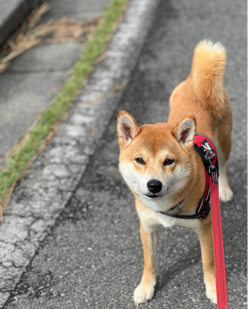 冬用の布団を出しました 柴犬と二拠点暮らし 東京 長野