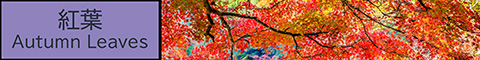 紅葉