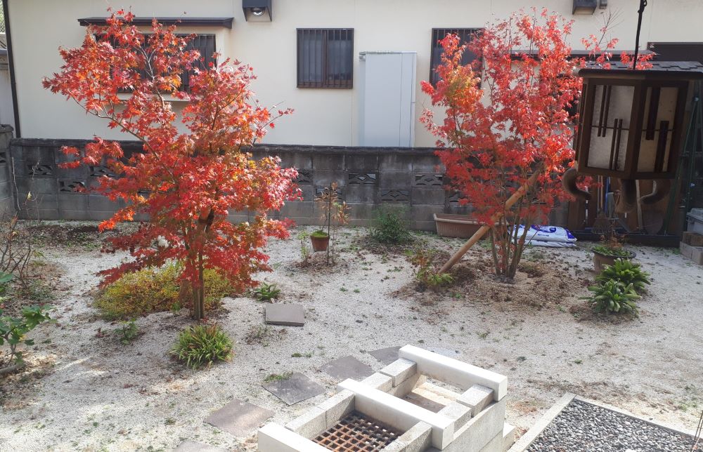 たった2本の木の紅葉とやる気のなくなった庭 - 庭と家