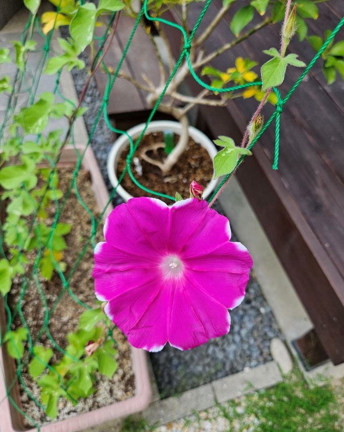 【N2点おまとめ】ぼかし朝顔・花薬玉ライムグリーン絞り Amazon | サカタのタネ 実咲花6011 曜白朝顔 混合 00906011 | 花