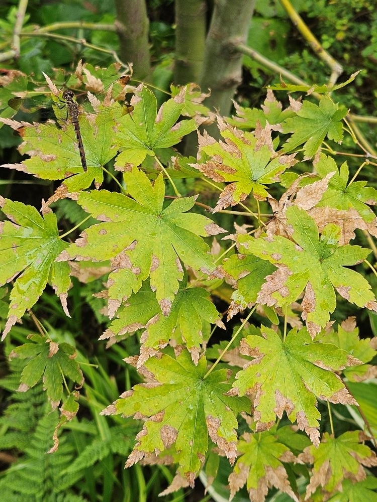 苗木・植木 イロハモミジ 紅葉 8号 2