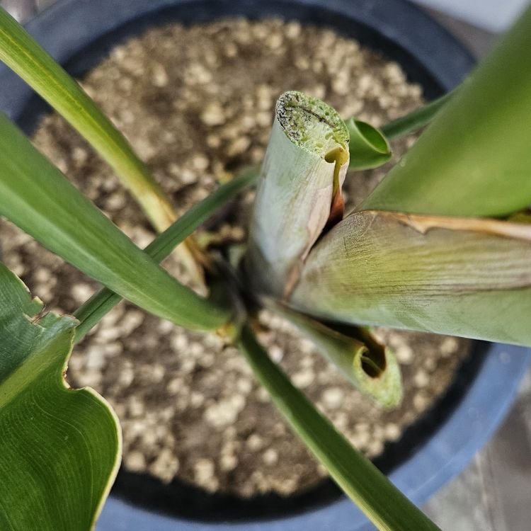 漠然と格好悪く、ひとまとめに束ねて植え直したストレリチア